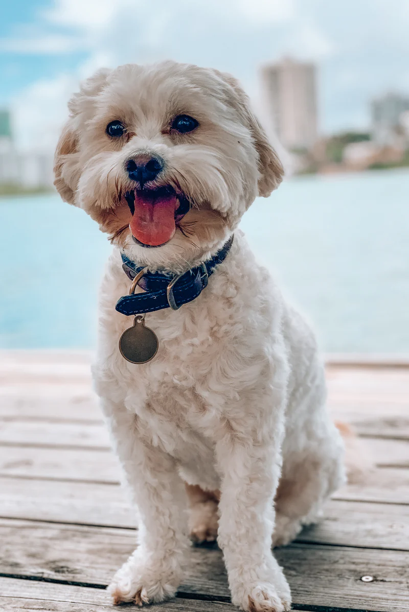 Maltipoo Zihinsel Uyarım ve Zeka Yönlendirme eğitimi