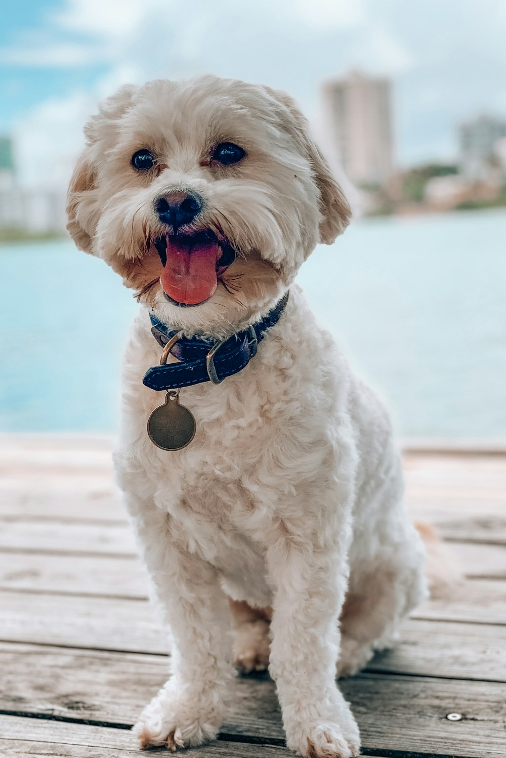 white long coated small dog with blue leash