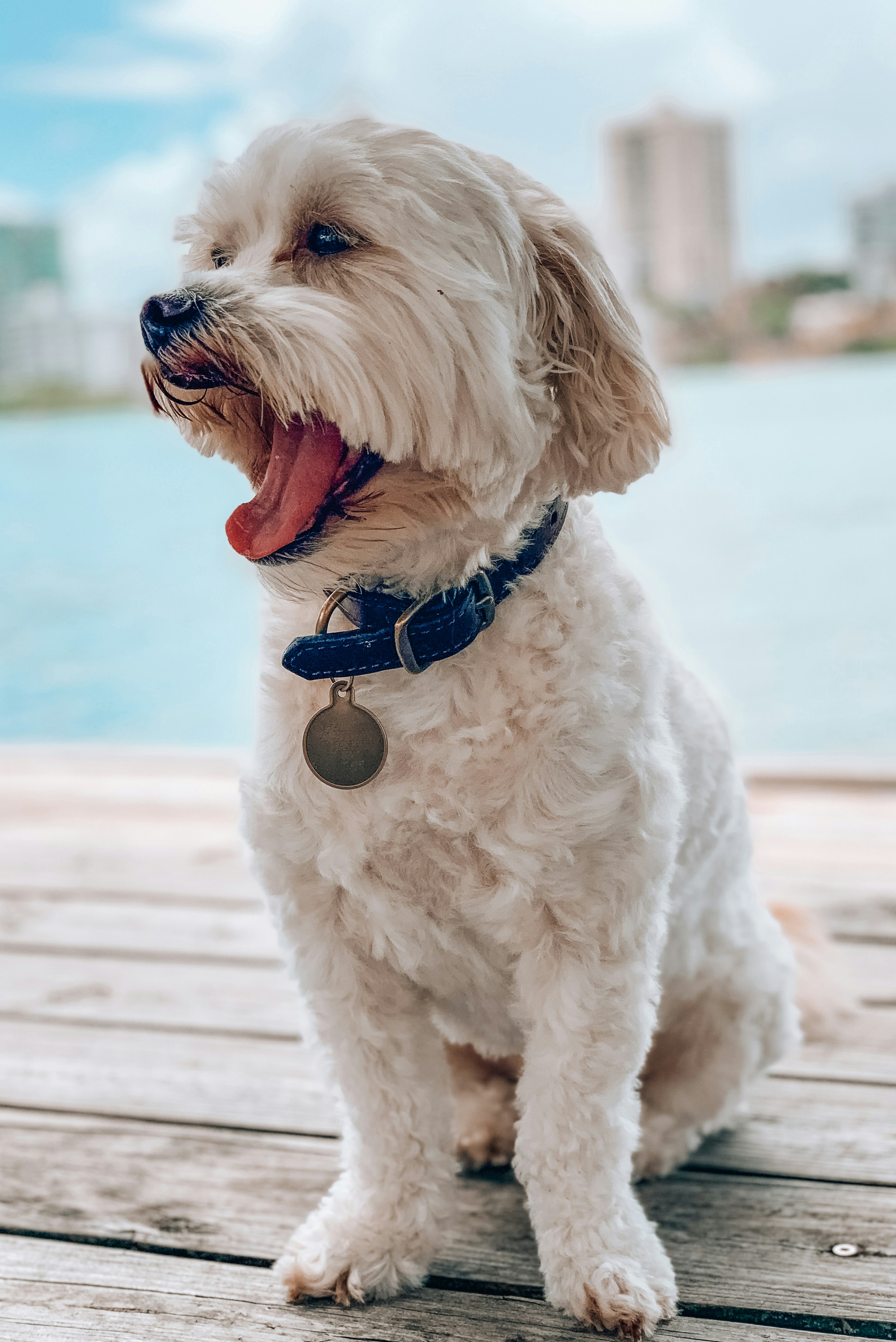 Perro pequeño blanco de pelo largo sobre suelo de madera marrón