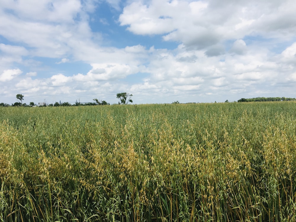 green grass field under white clouds and blue sky during daytime