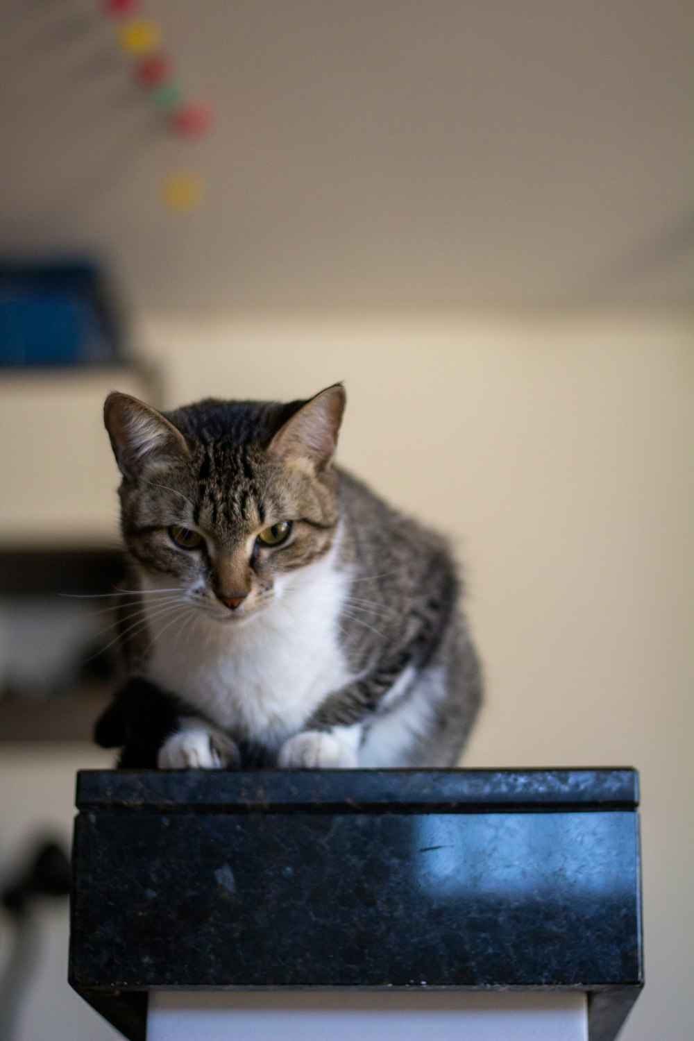 white and grey tabby cat on black wooden table