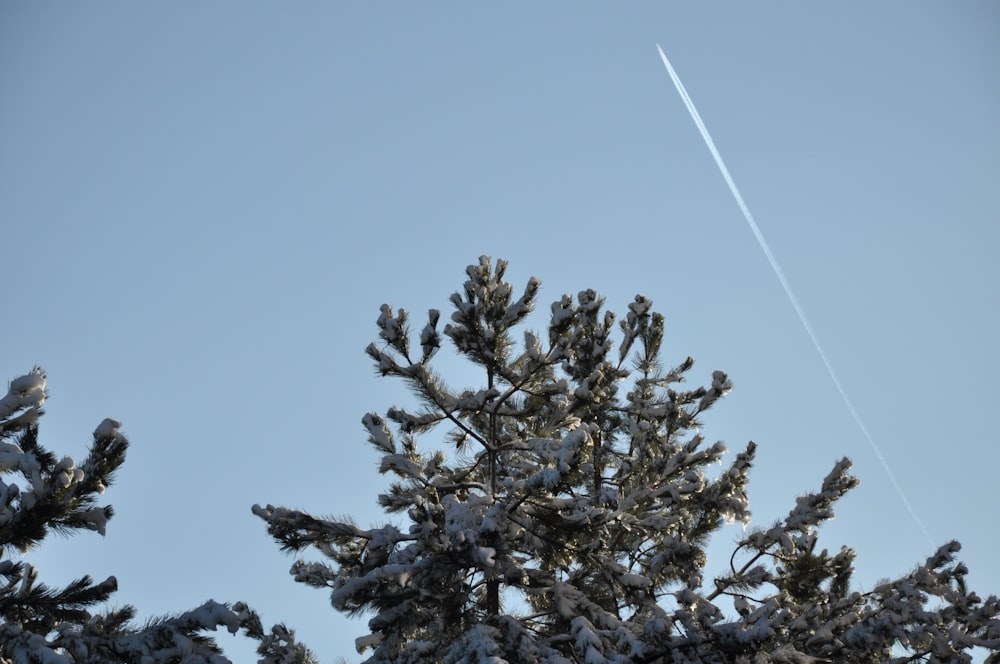 green tree under blue sky during daytime