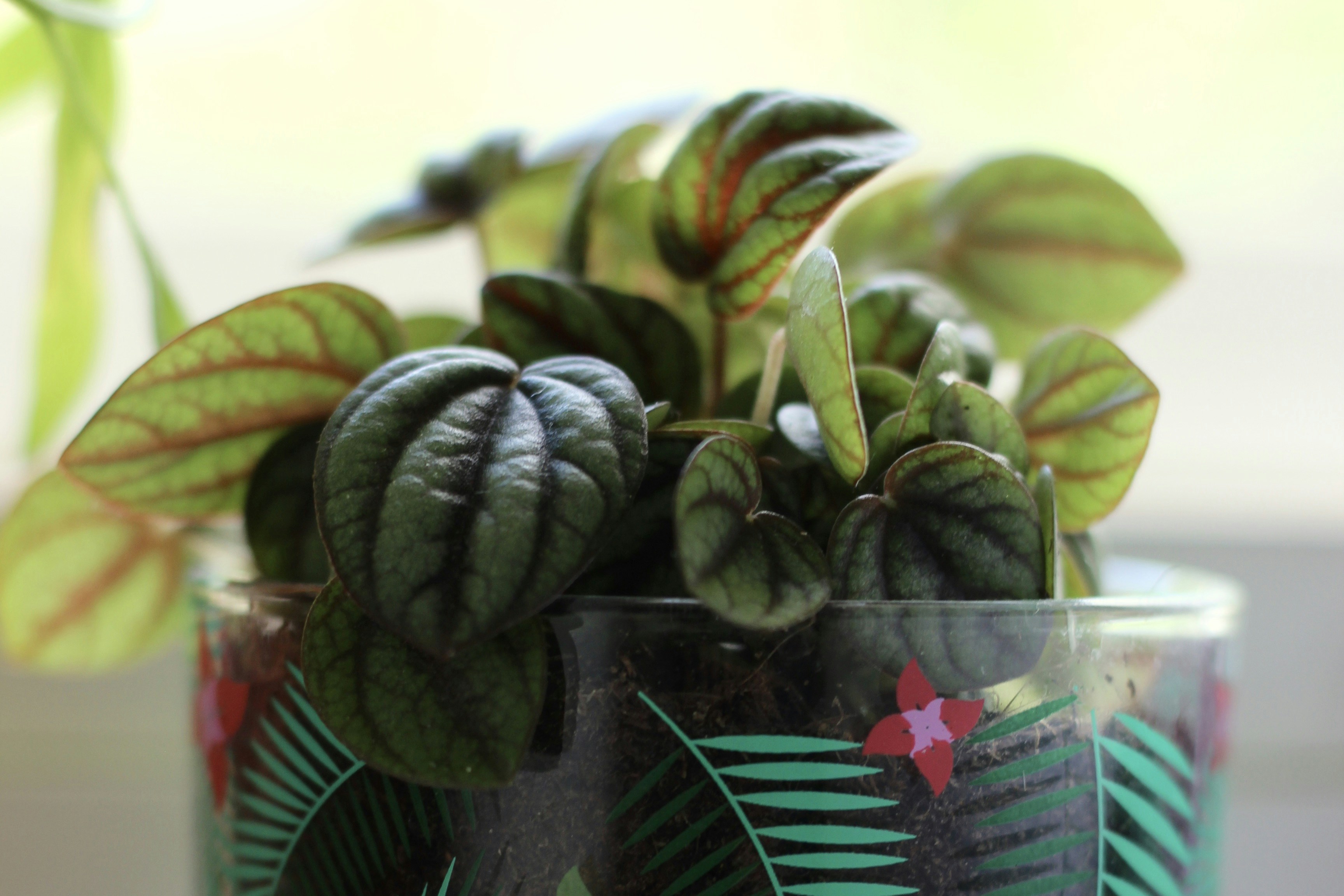 grüne und braune Pflanze auf schwarzem Topf