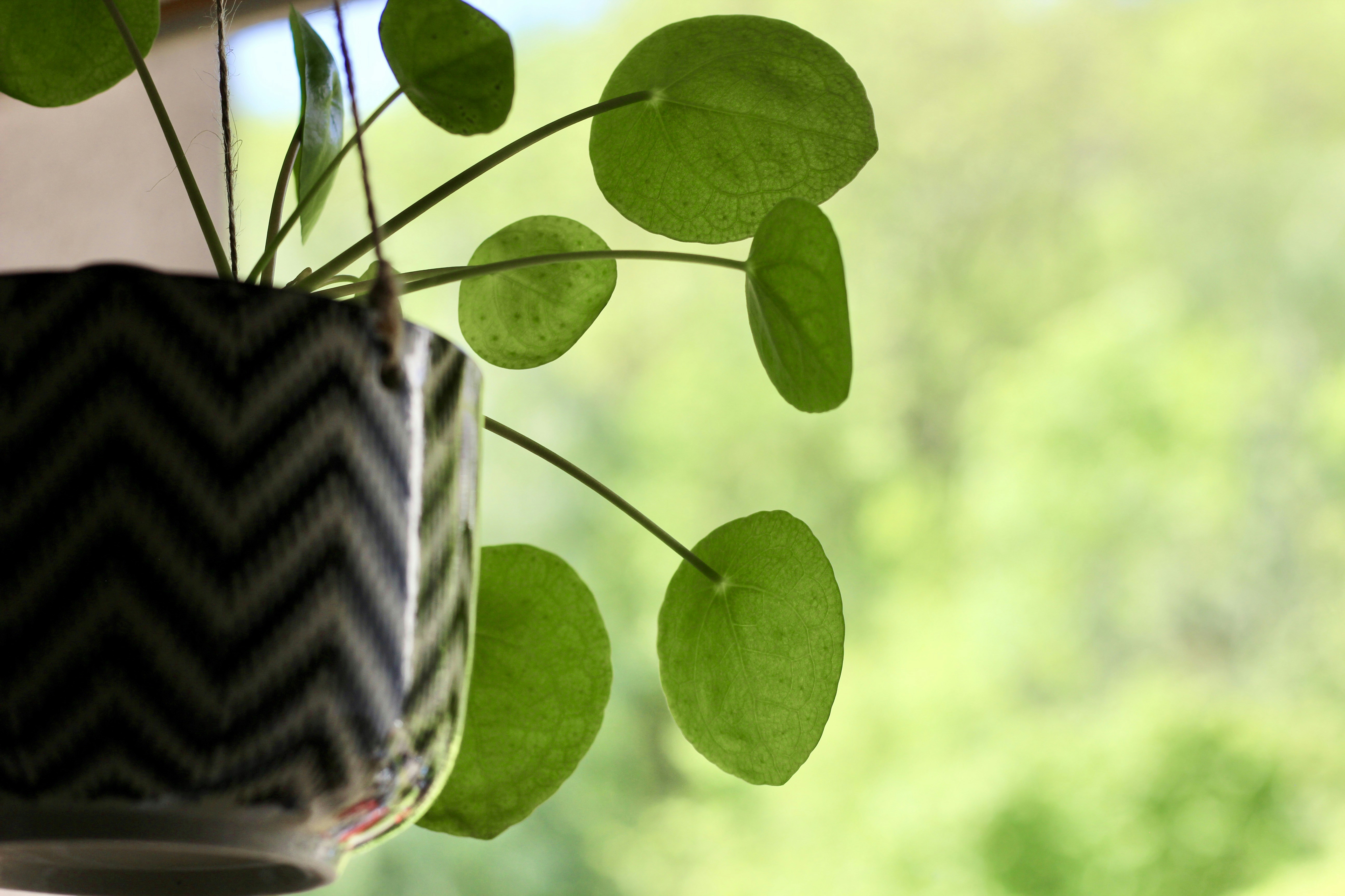 grüne Blätter im Klarglasgefäß