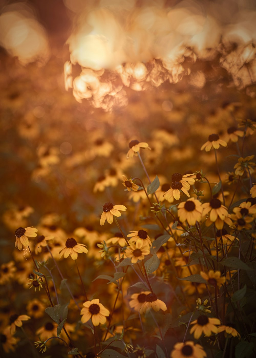 yellow flowers under orange sky