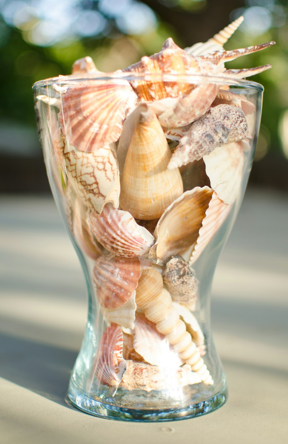 brown and white seashell on clear glass vase