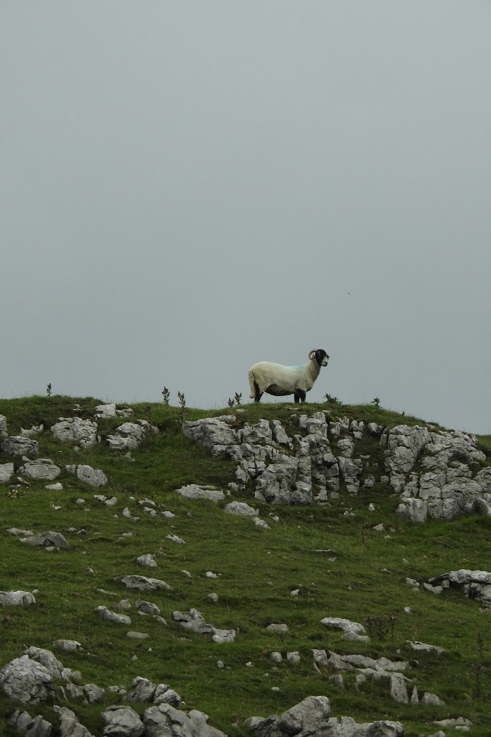 white sheep on green grass field during daytime