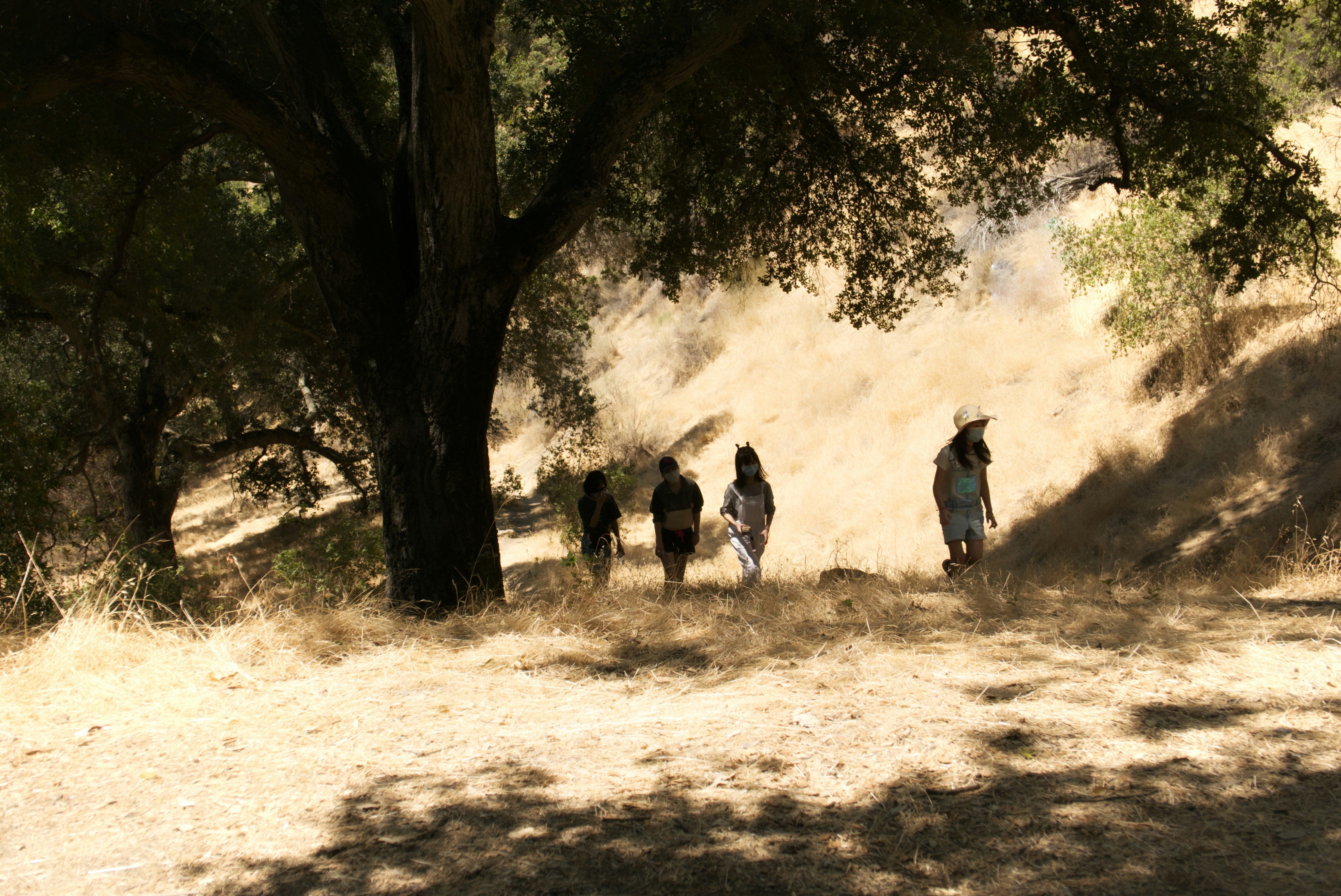 people walking on dirt road between trees during daytime