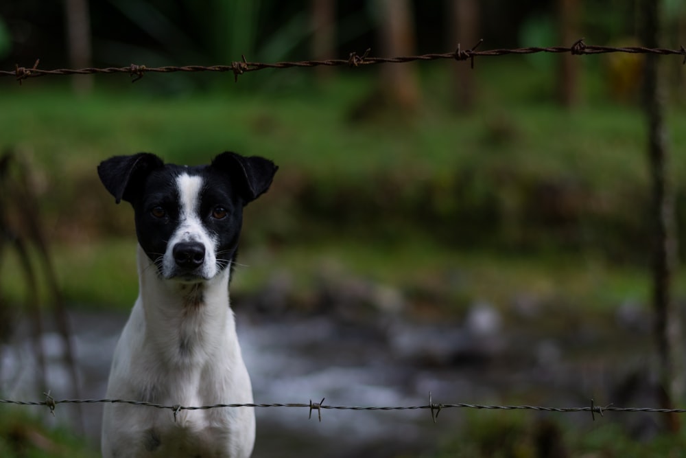 white and black short coated dog