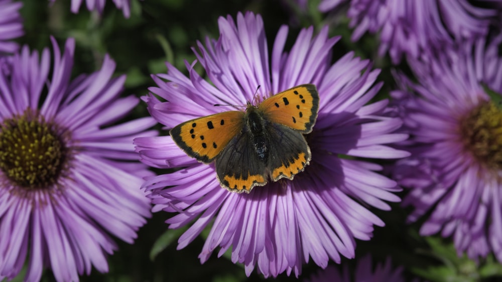 brown and black butterfly on purple flower