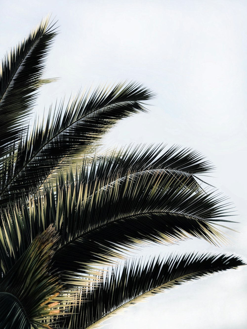 green palm tree under white sky