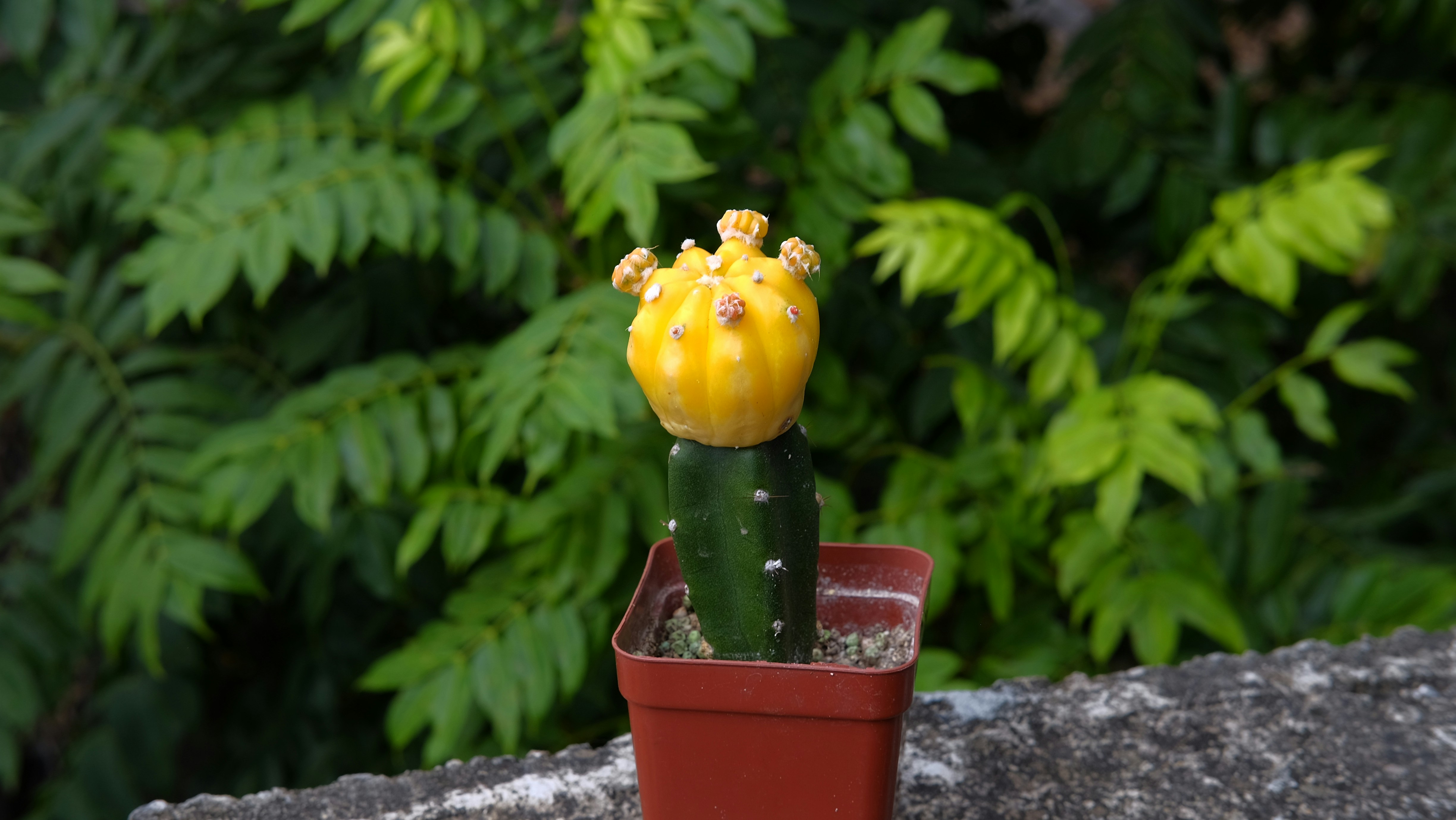 여름 미니 선인장: 더위를 이기는 작은 친구들