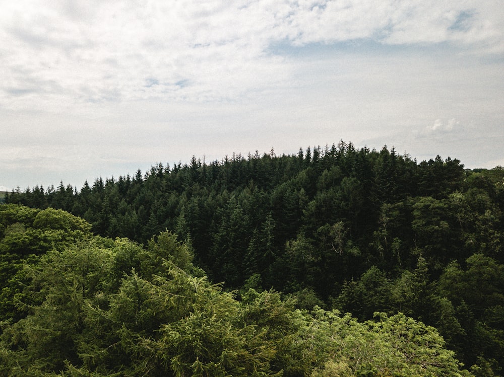 green trees under white clouds during daytime