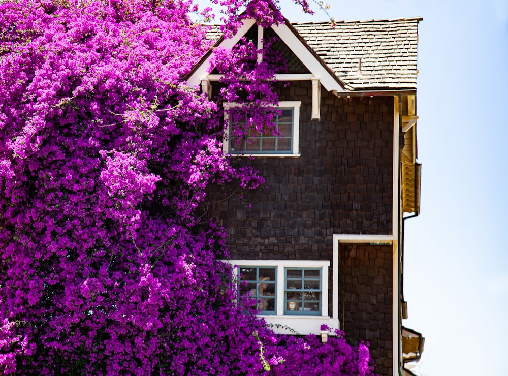 purple flower tree near brown house