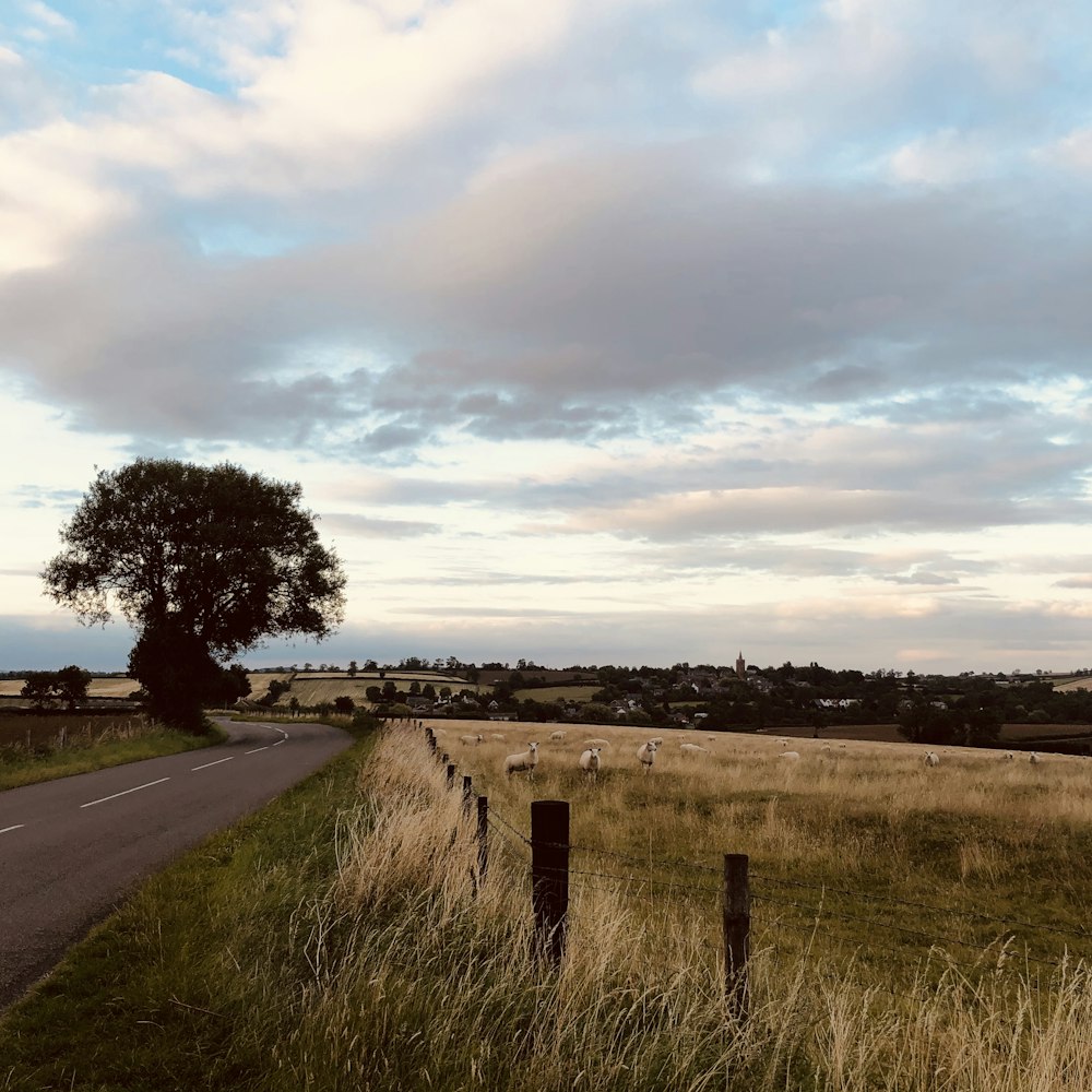 gray asphalt road between green grass field under cloudy sky during daytime