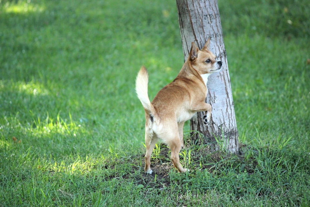 brown short coated dog on green grass field during daytime