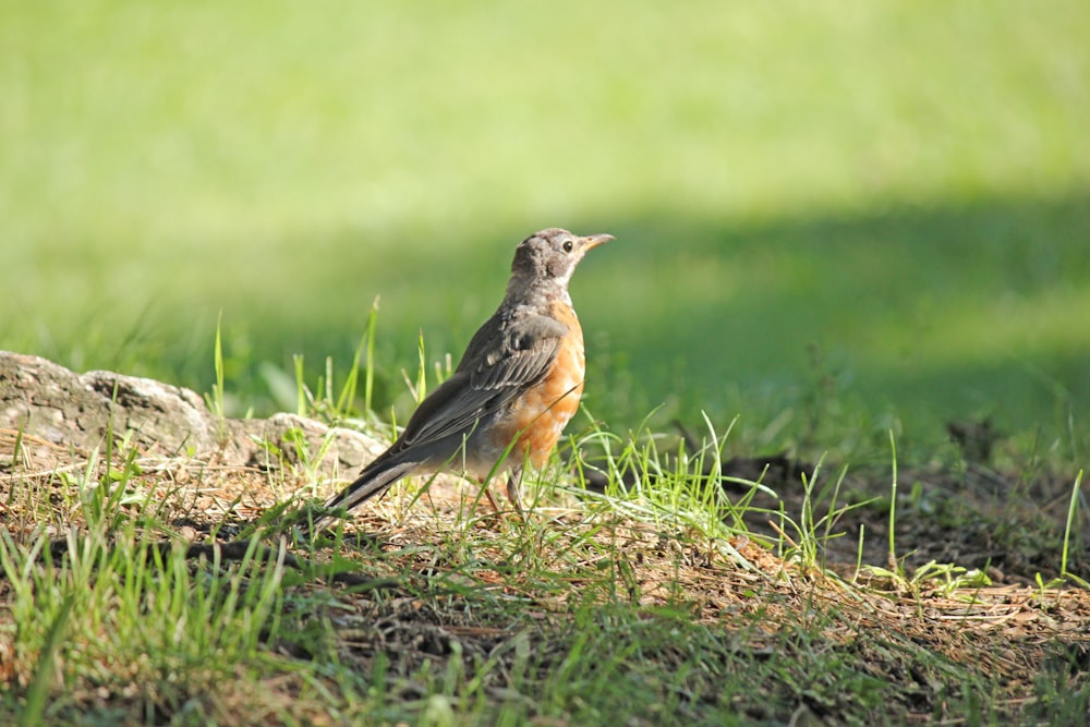 brown bird on green grass during daytime