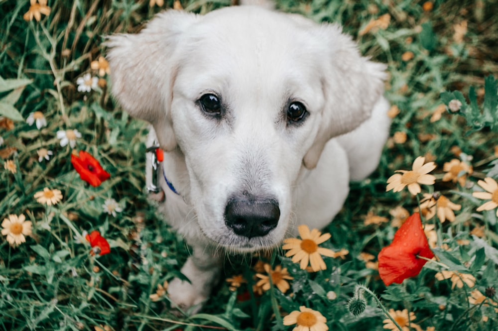 white short coated dog with red and green leash on green grass field