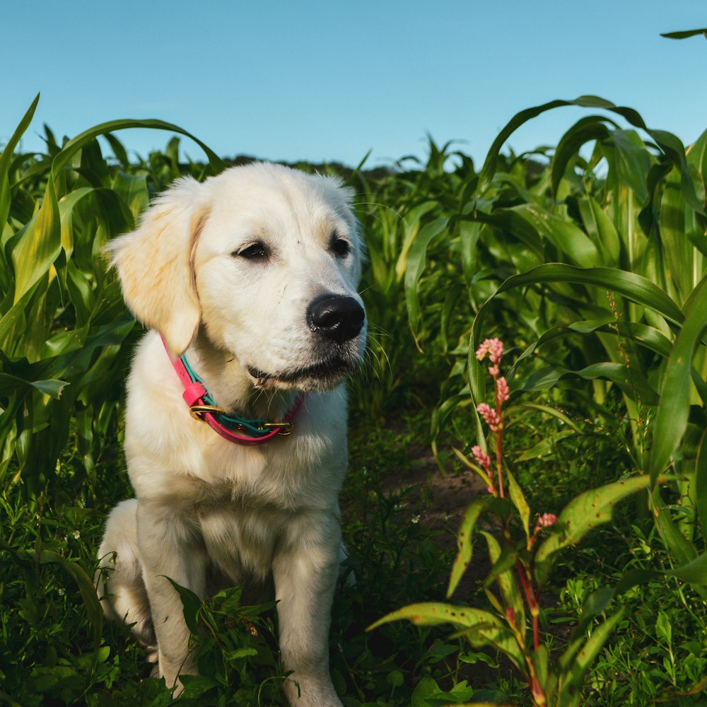 yellow labrador retriever puppy on green grass field during daytime