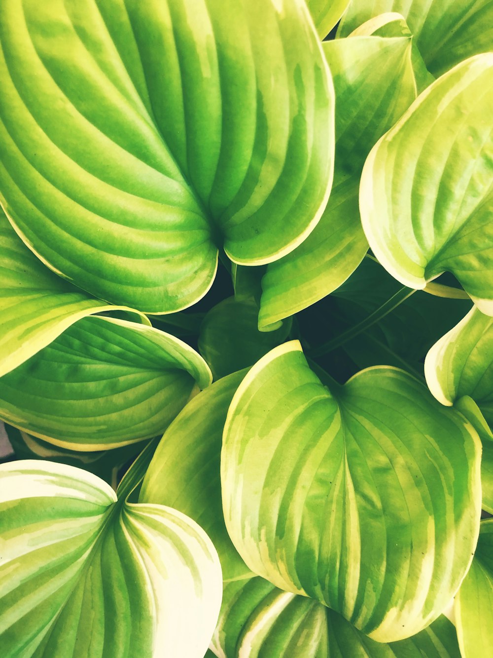 green leaves in close up photography