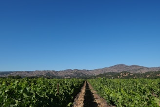 A lush green vineyard stretches into the distance under a clear blue sky. Rows of grapevines are neatly aligned, and the ground is dry. Rolling hills and distant mountains form the backdrop, creating a serene and expansive landscape.