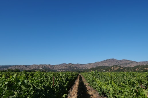 A lush green vineyard stretches into the distance under a clear blue sky. Rows of grapevines are neatly aligned, and the ground is dry. Rolling hills and distant mountains form the backdrop, creating a serene and expansive landscape.