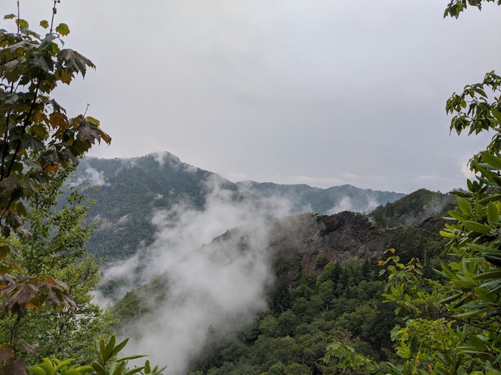 green trees on mountain under white clouds during daytime