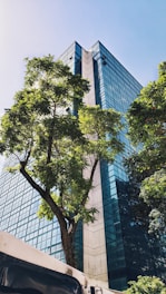green tree beside brown concrete building during daytime