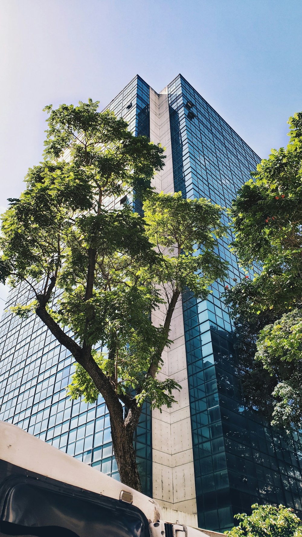 green tree beside brown concrete building during daytime