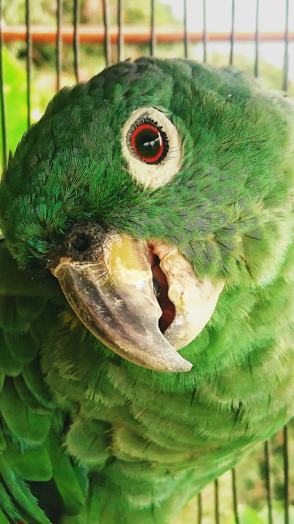 Grüner und gelber Vogel in Nahaufnahmen