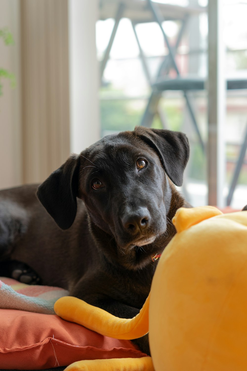 brown short coated dog lying on orange textile