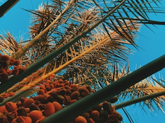 green metal frame near coconut tree during daytime