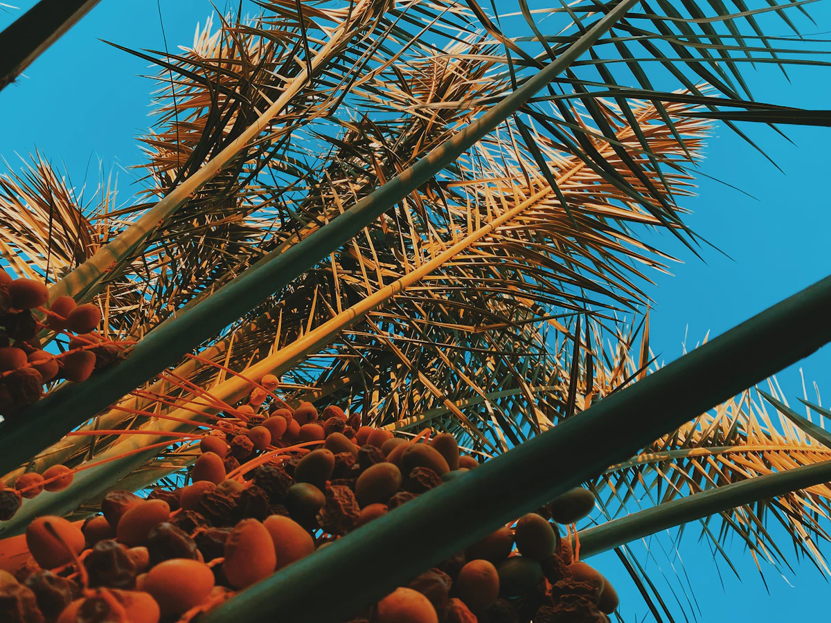 Ekspor sawit untuk UMKM dengan produk crude palm oil
