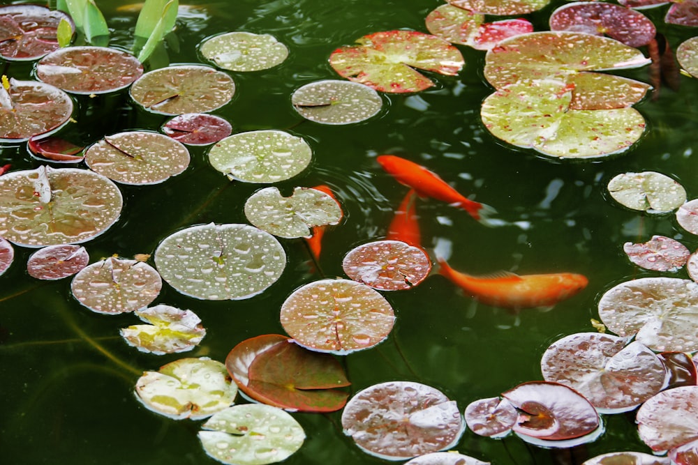 orange koi fish on water