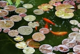 orange koi fish on water