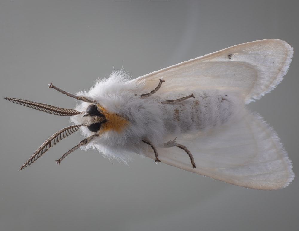 white and yellow moth on black surface