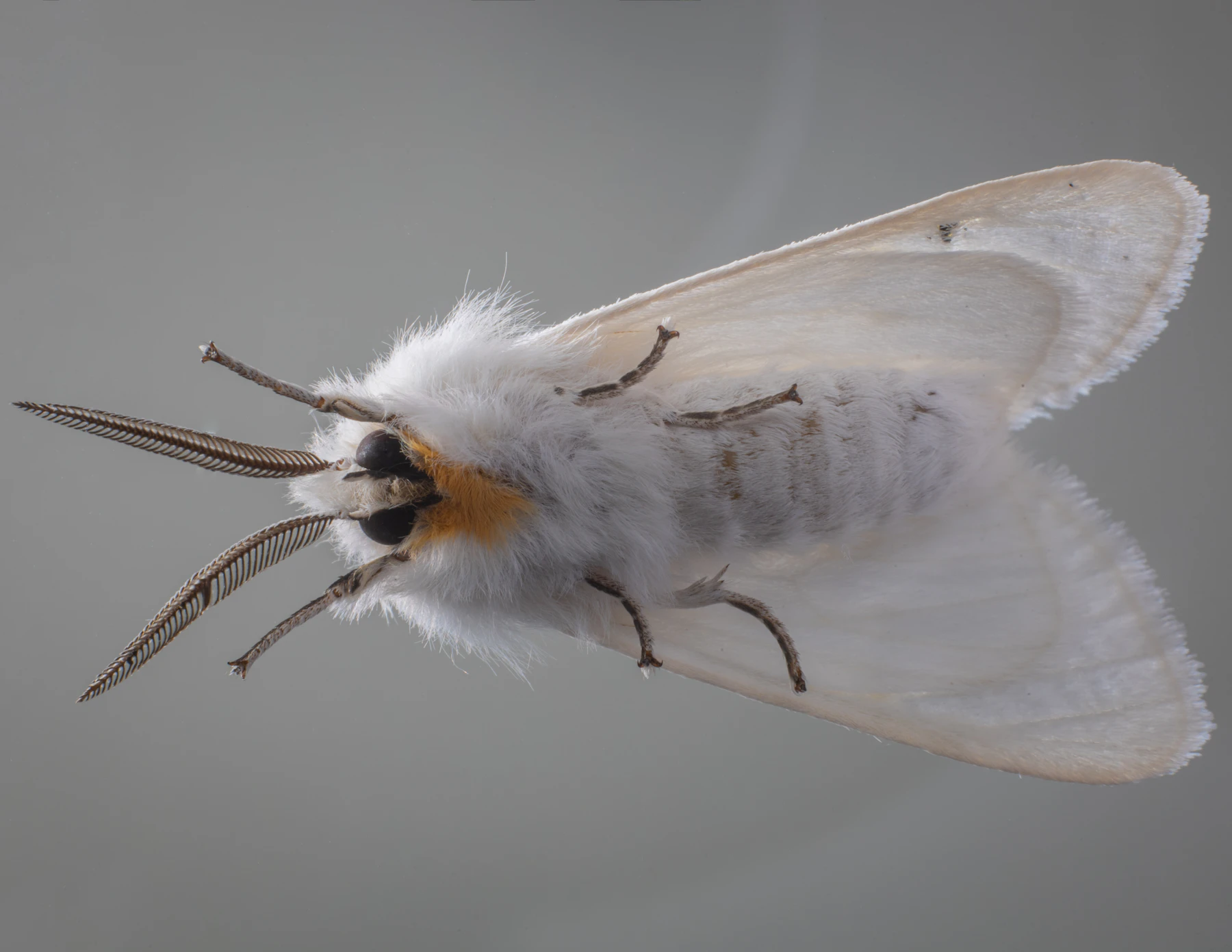 Close-up of a white furry moth with feathered antennae against a plain gray background
