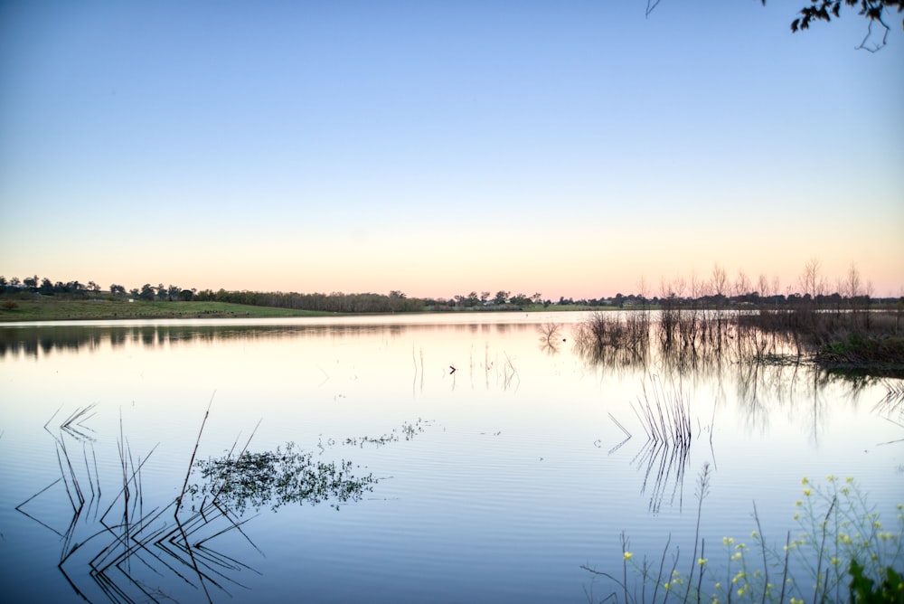 green grass on lake during daytime