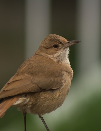 brown bird on brown tree branch