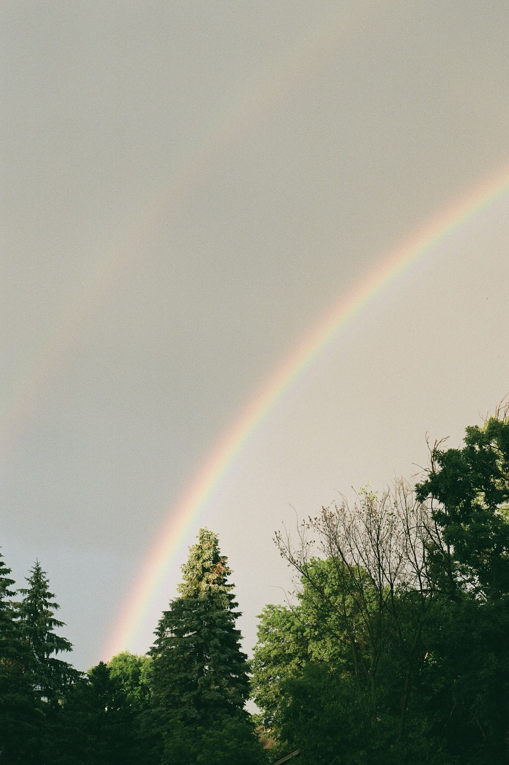 árboles verdes bajo el arco iris durante el día