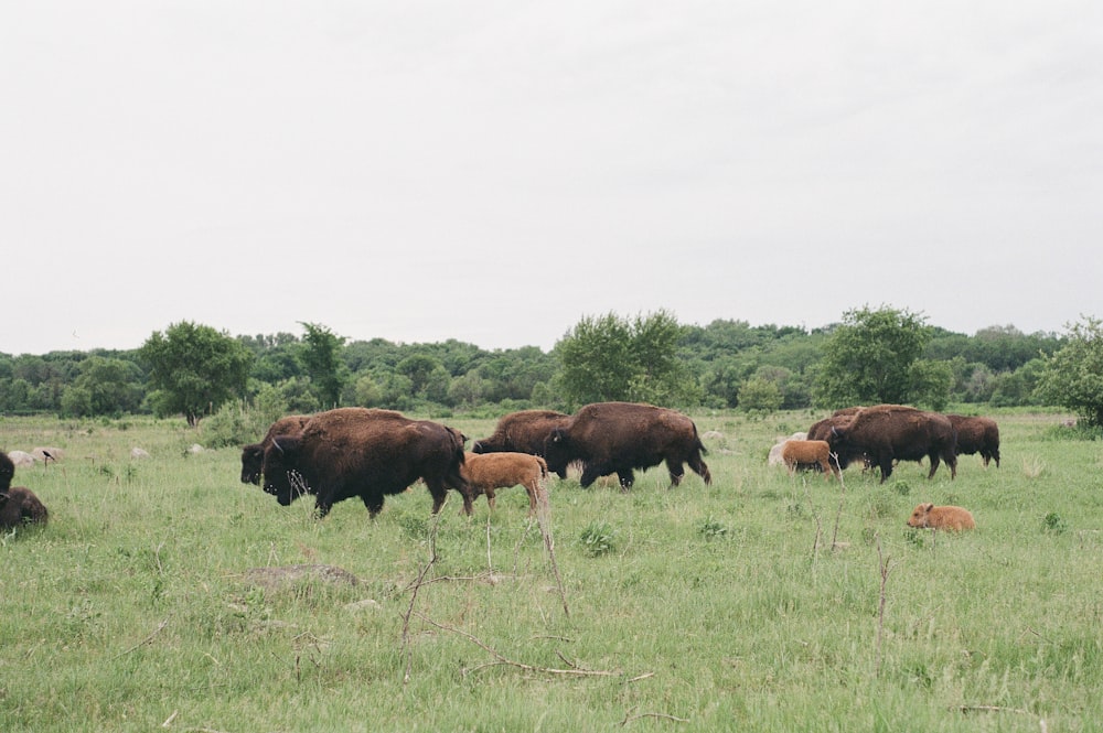 brown cow on green grass field during daytime