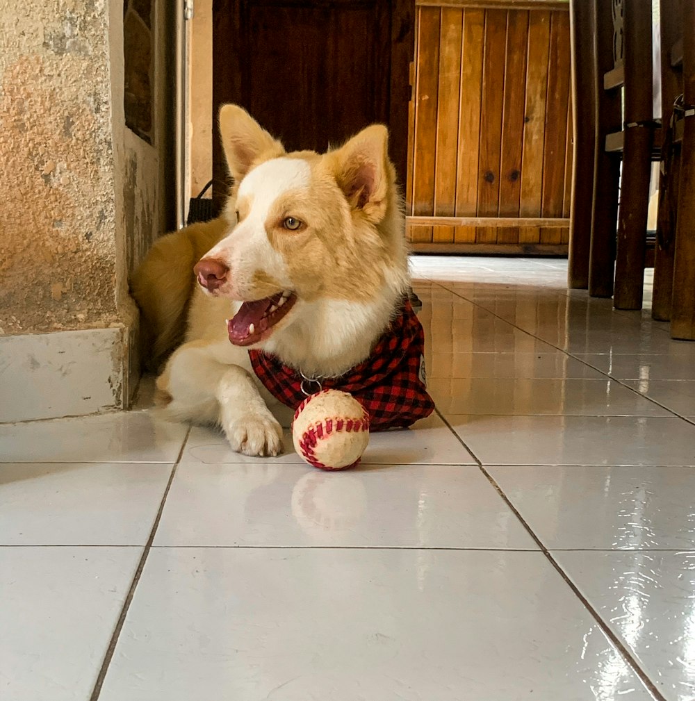 brown and white short coated dog on white ceramic floor tiles