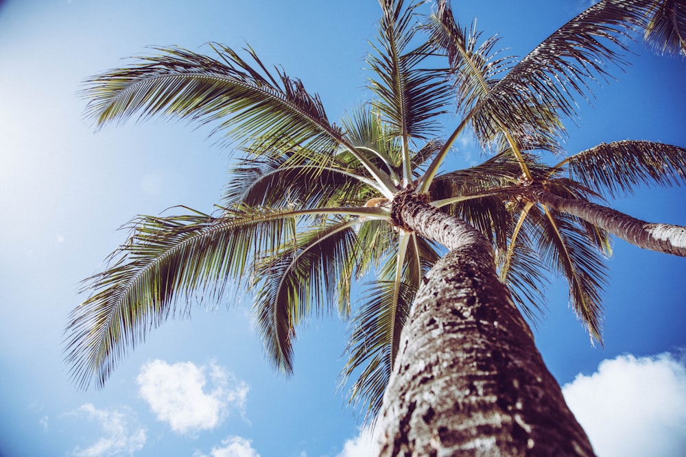 coconut tree under blue sky during daytime
