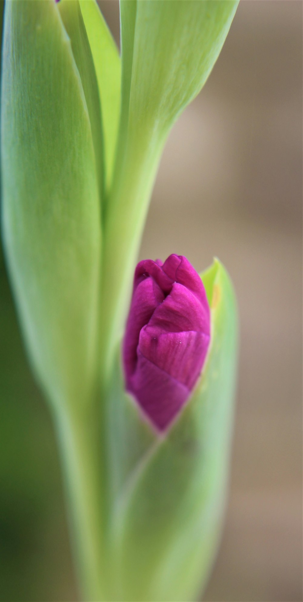 botão de flor roxo na fotografia de perto