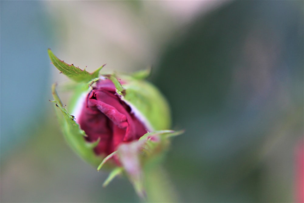 Rosa Rosenknospe in Nahaufnahmen