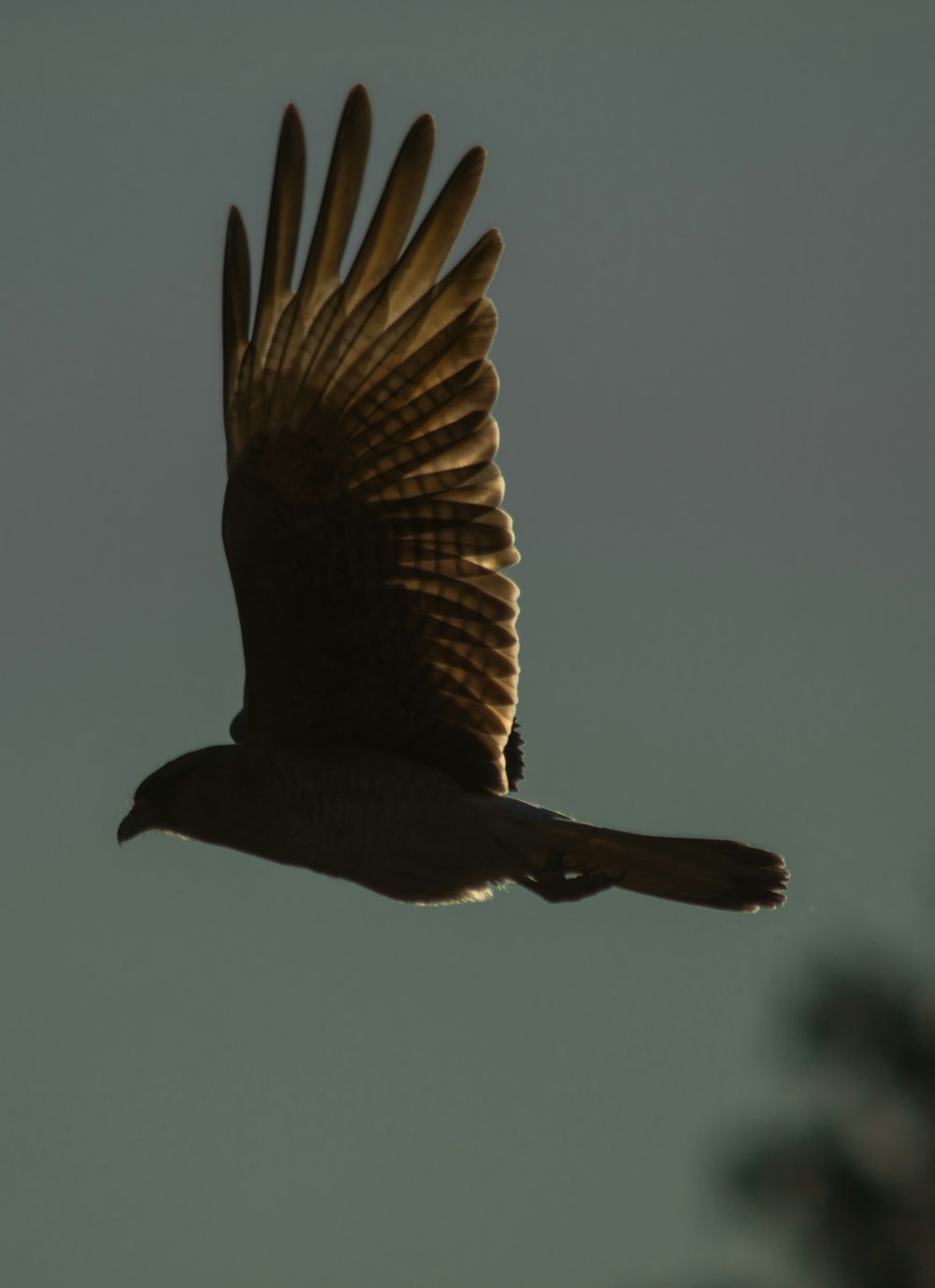 brown bird flying during daytime