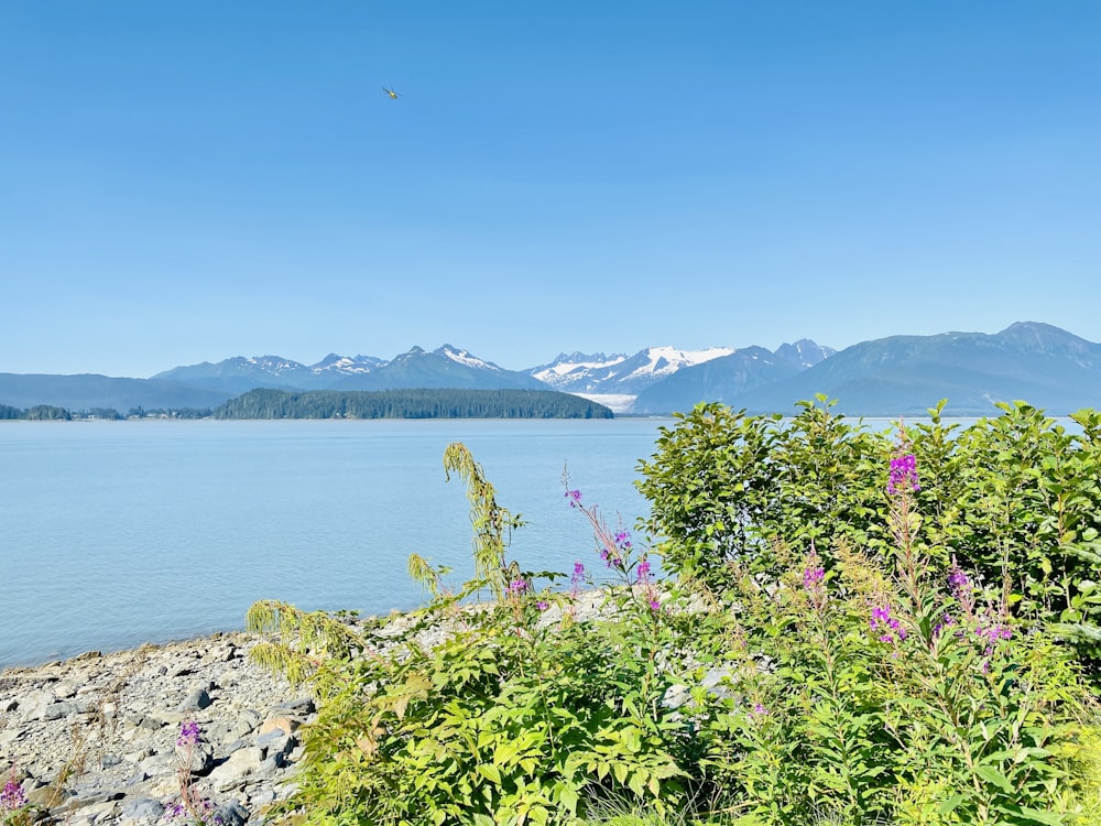 green and pink flowers near body of water during daytime