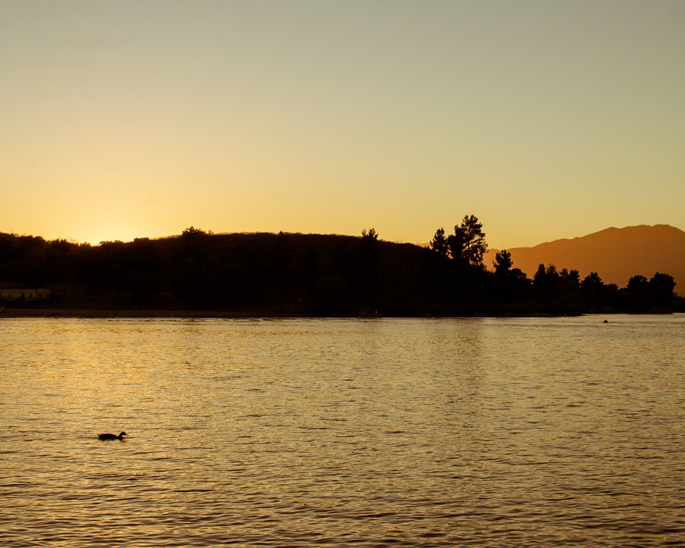 silhouette of trees near body of water during sunset