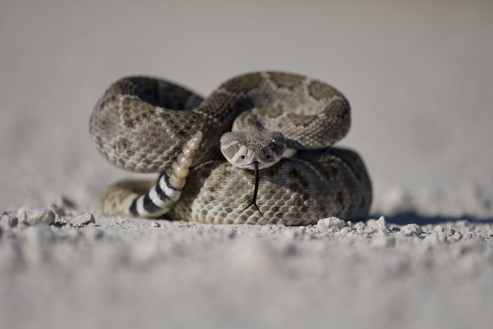 brown and black snake on white sand