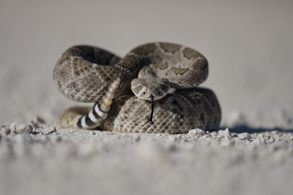 serpiente marrón y negra sobre arena blanca